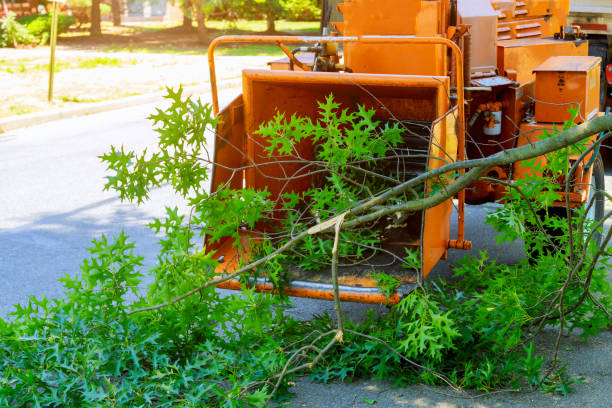 Trusted Matawan, NJ Tree Service Experts